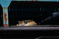 cat_157　暇だにゃ