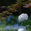 紫陽花_17