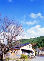 冬晴れ 柿のある風景_フィルムにて