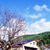 冬晴れ 柿のある風景_フィルムにて