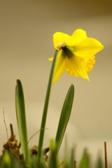 ラッパスイセン_4