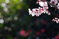 白梅_11