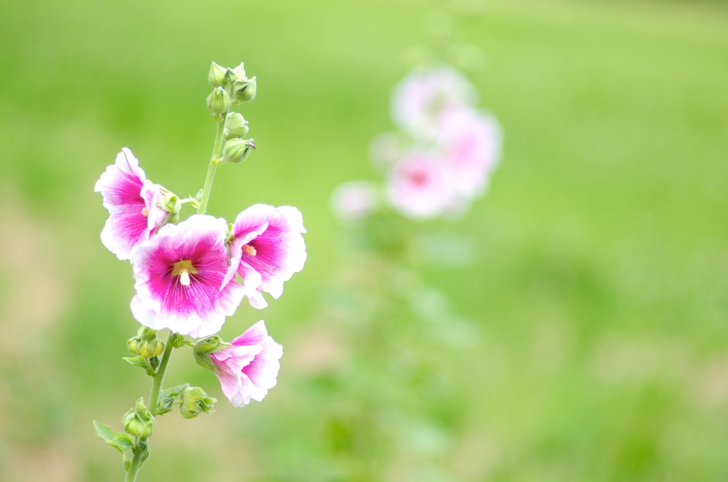 梅雨に咲く花