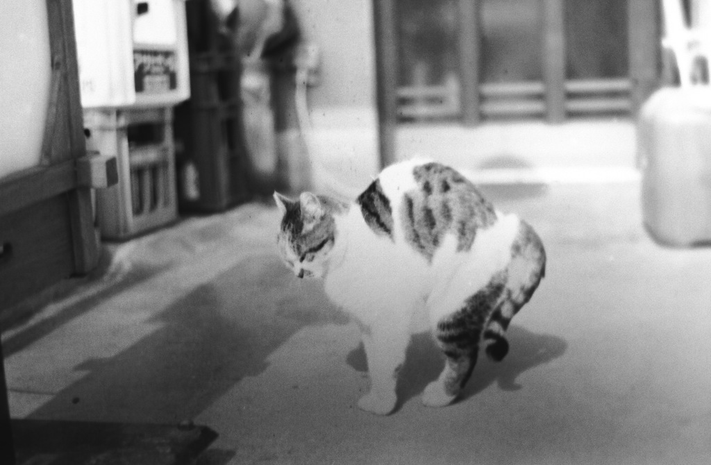 ノビ