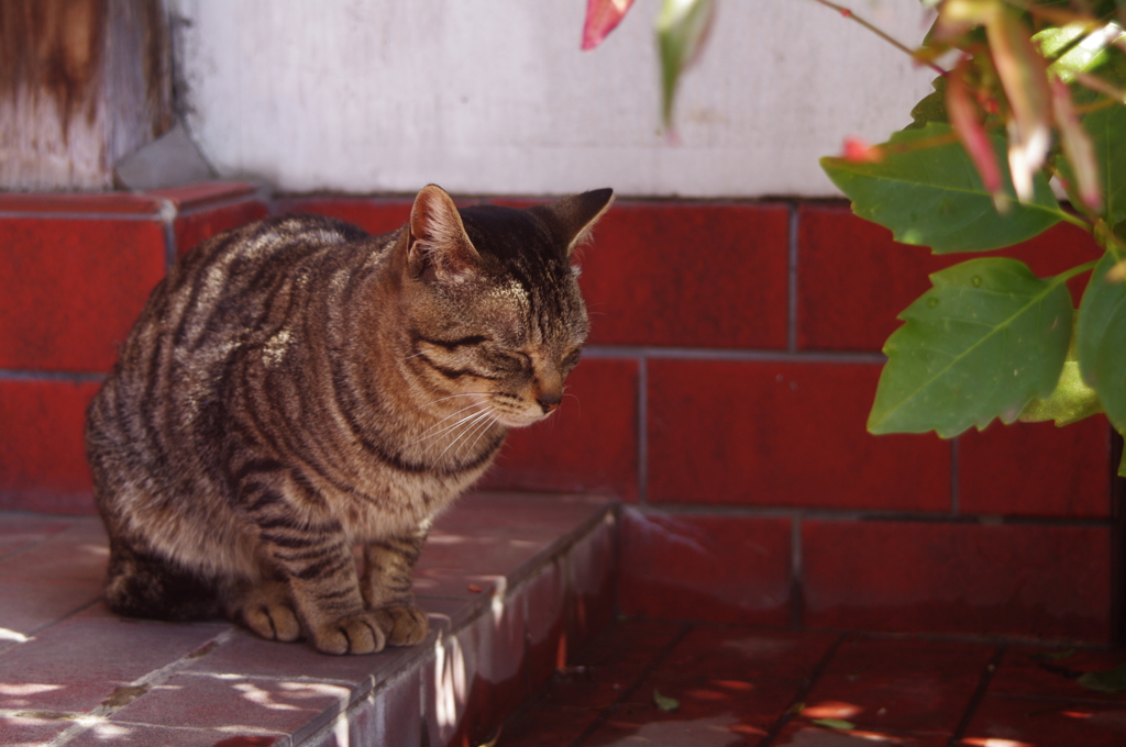 cat_16