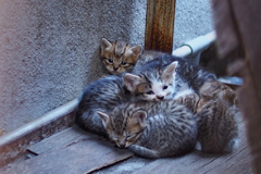cat_377　ネムネム