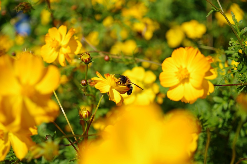 Yellow Cosmos_2