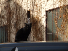 cat_472　冬の黒猫2