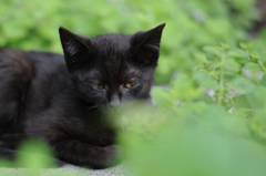 cat_319　眠いのかな?