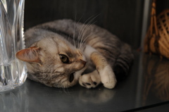cat_348　うーんとね…
