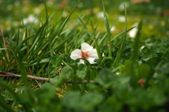 1_散った桜