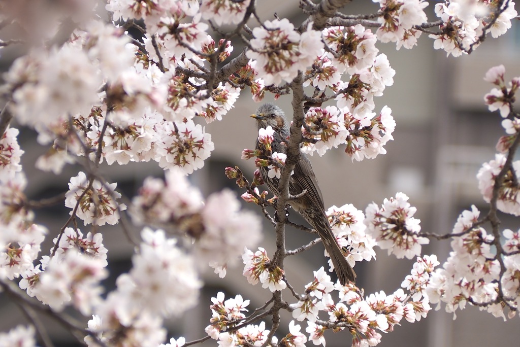 ソメイヨシノとヒヨドリ