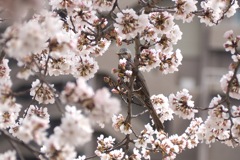 ソメイヨシノとヒヨドリ