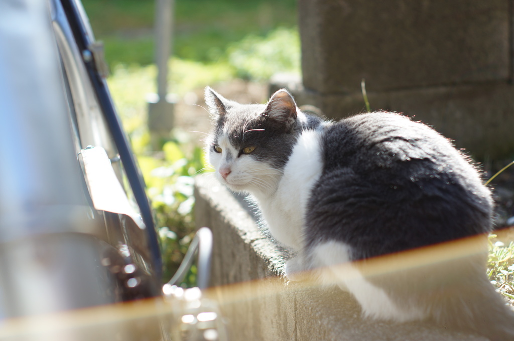 cat_133  ムフッ♪