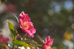 山茶花_5