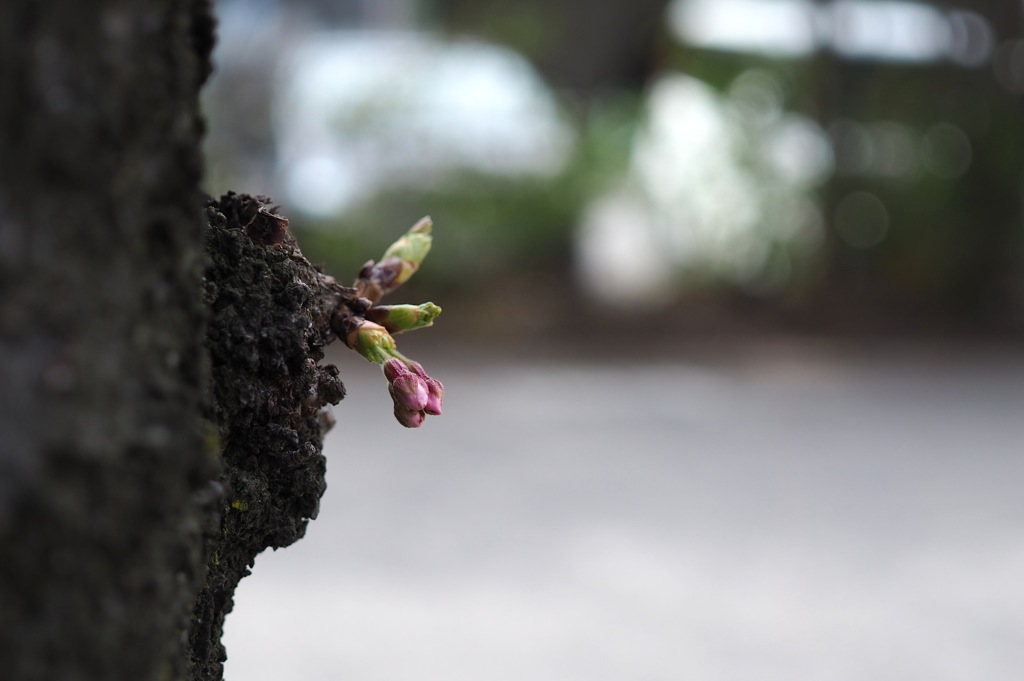 桜_3