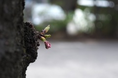 桜_3