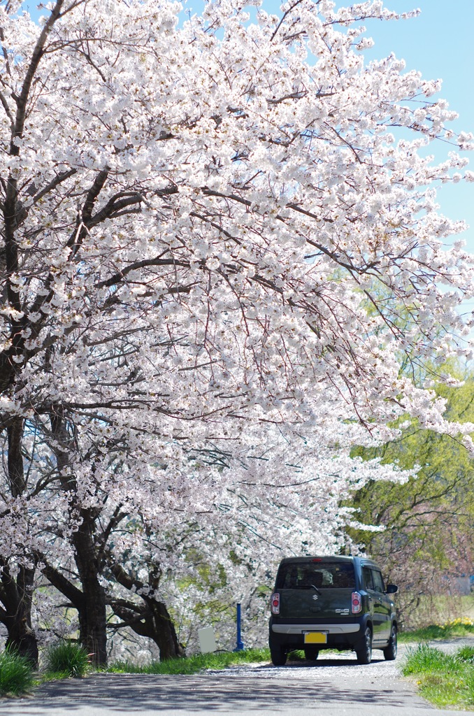 桜と愛車_1