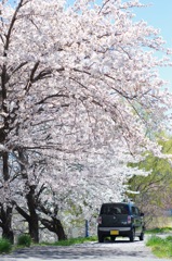 桜と愛車_1