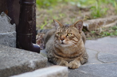 cat_86