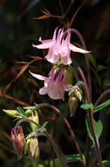 ピンク・ランタン