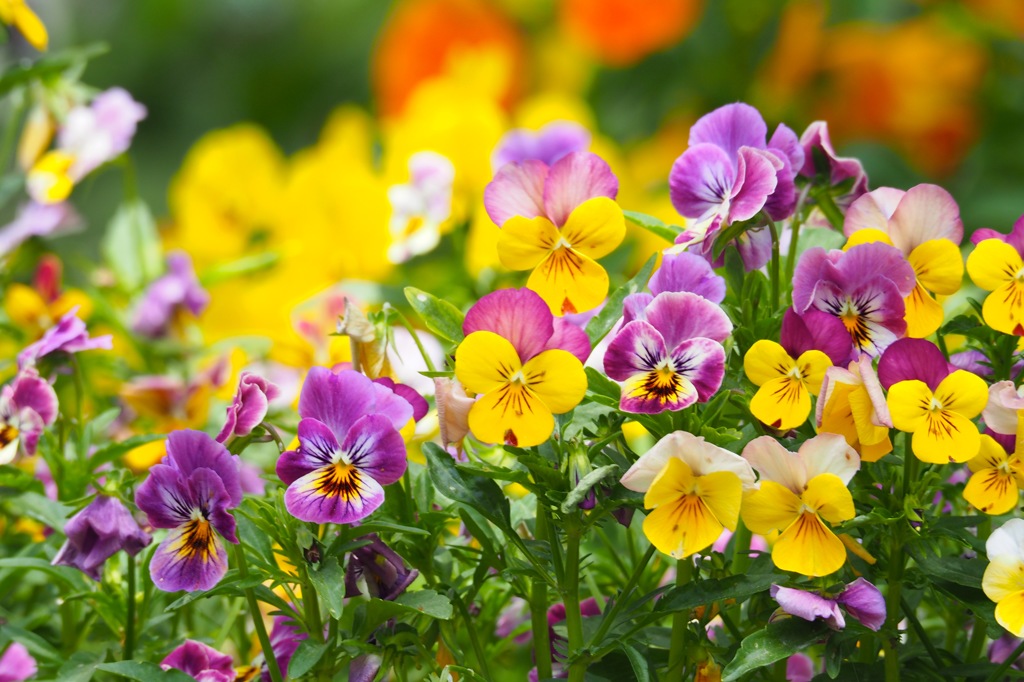 ビオラ　カラフル