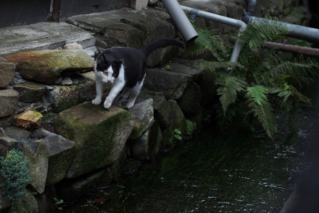 cat_420　たまにはワイルドに