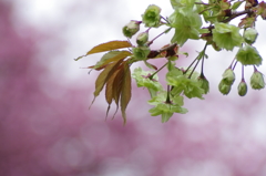 御衣黄桜_2