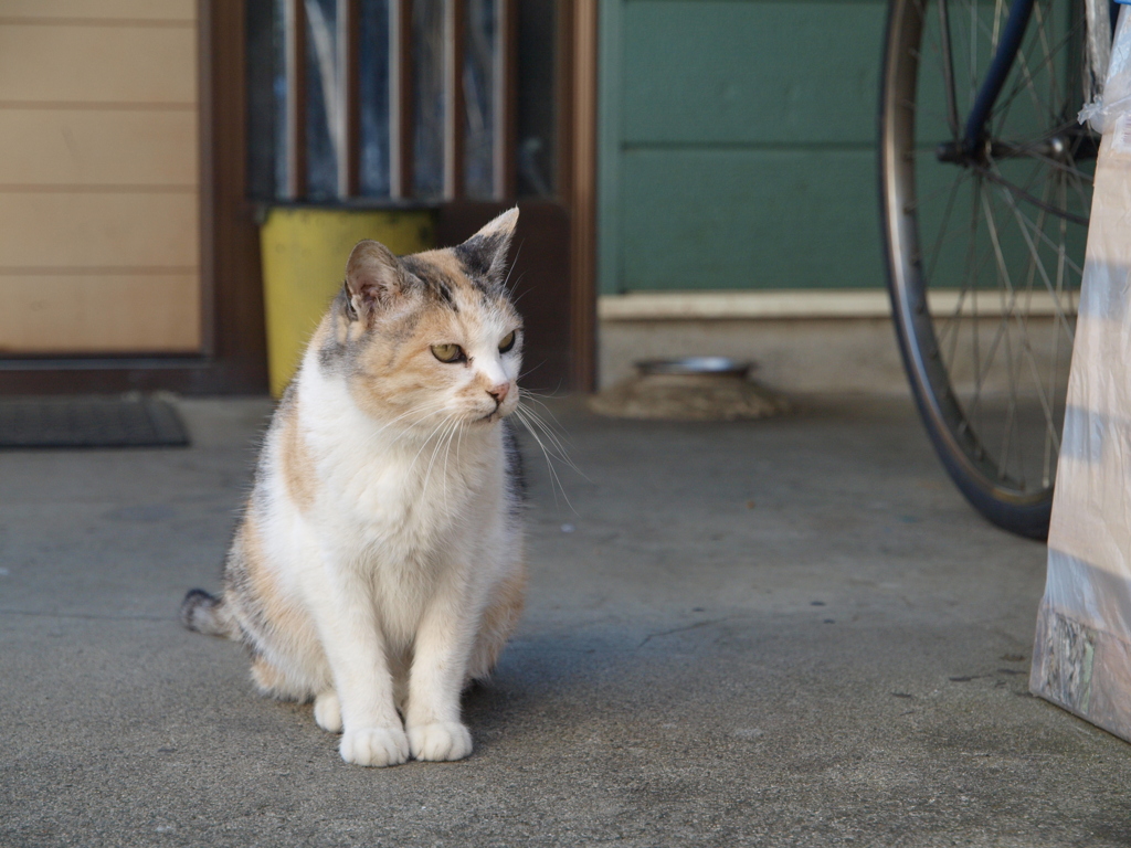 cat_465　おじいちゃん、まだかにゃ