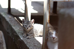cat_286　new face_2