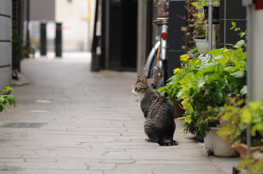 cat_302　路地裏にて