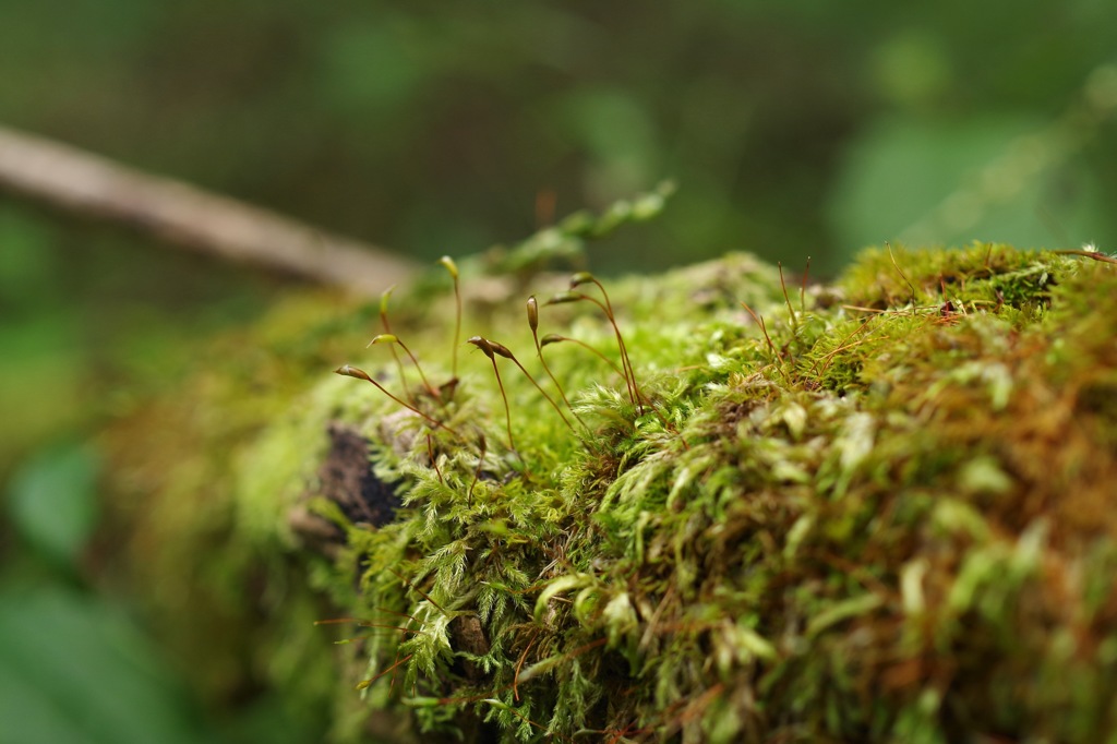 遊歩道の苔