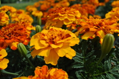 marigold_6