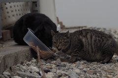 cat_196　美味しいよ