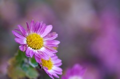 菊