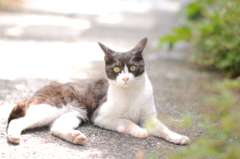 cat_322　え! そーにゃの?