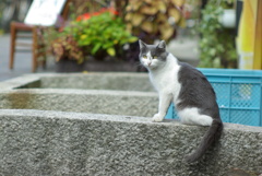 cat_434