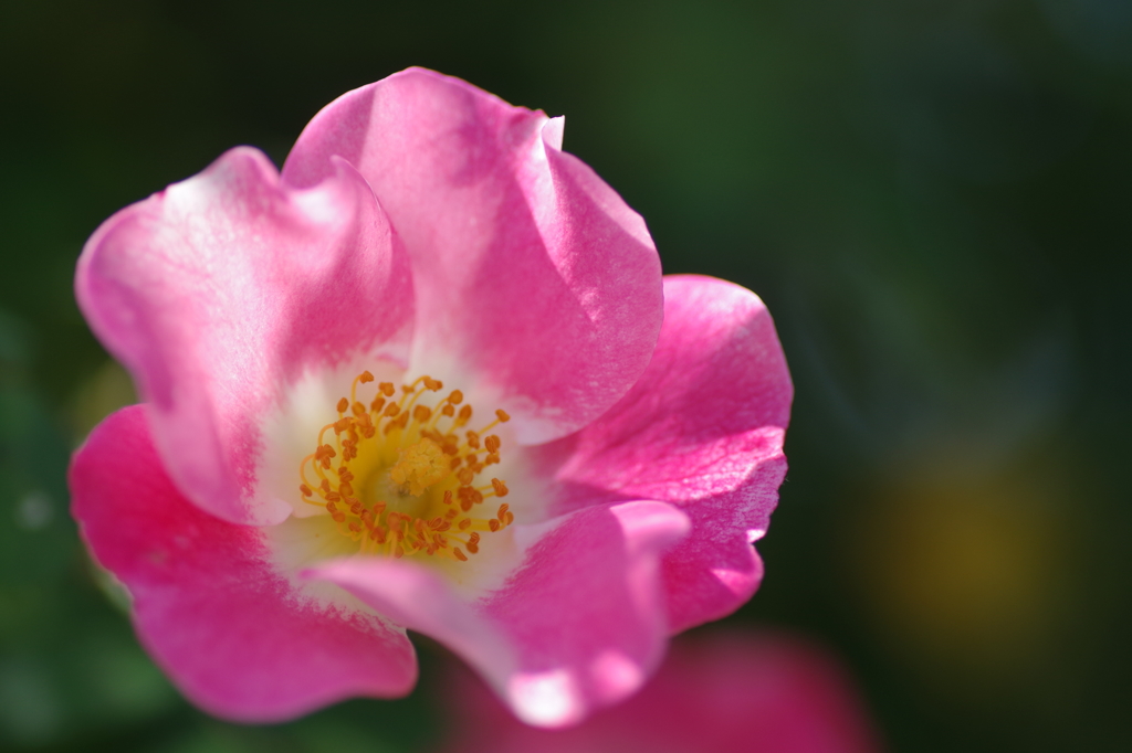 ピンクのバラ_2