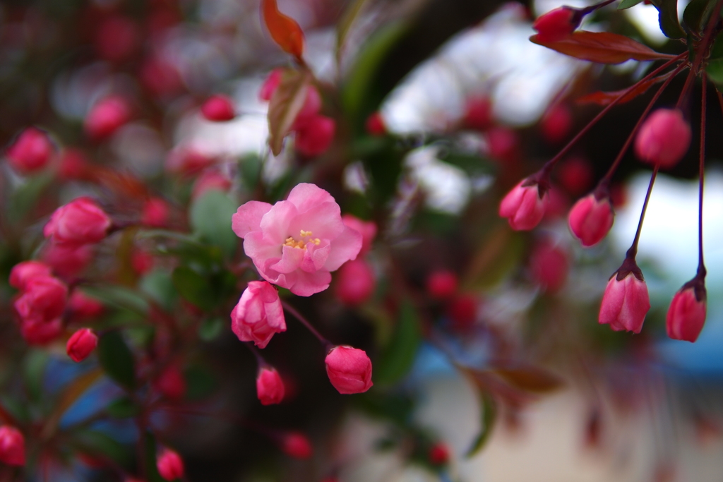 花海棠