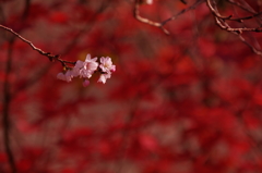 十月桜_2