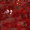 十月桜_2