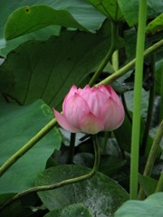 蓮_6