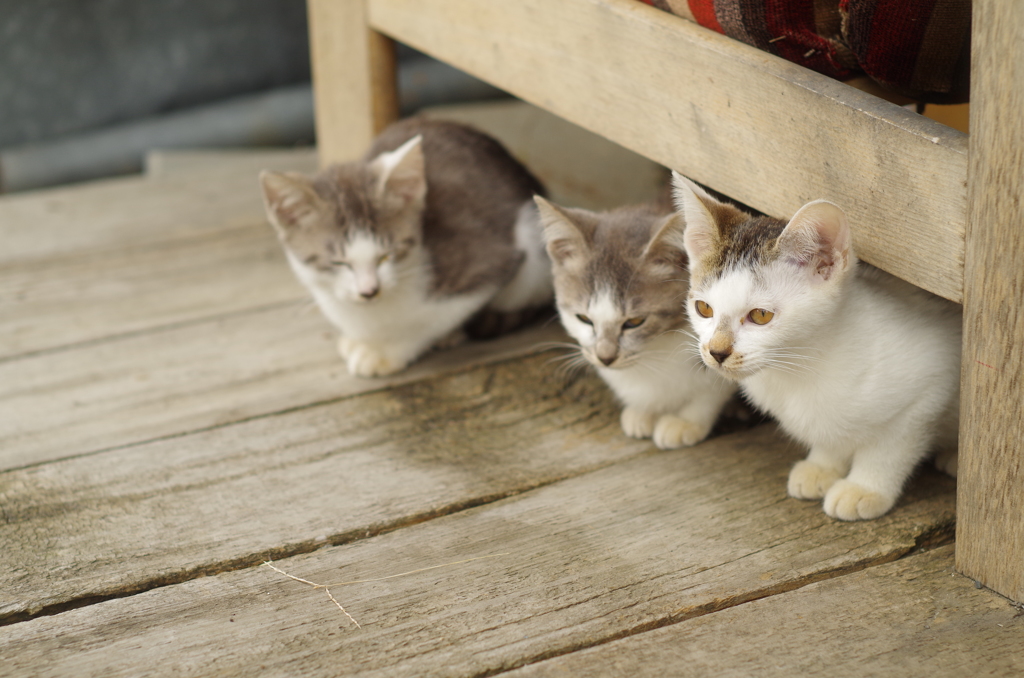 子猫_3