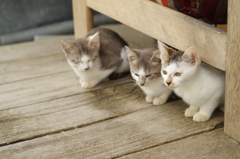 子猫_3