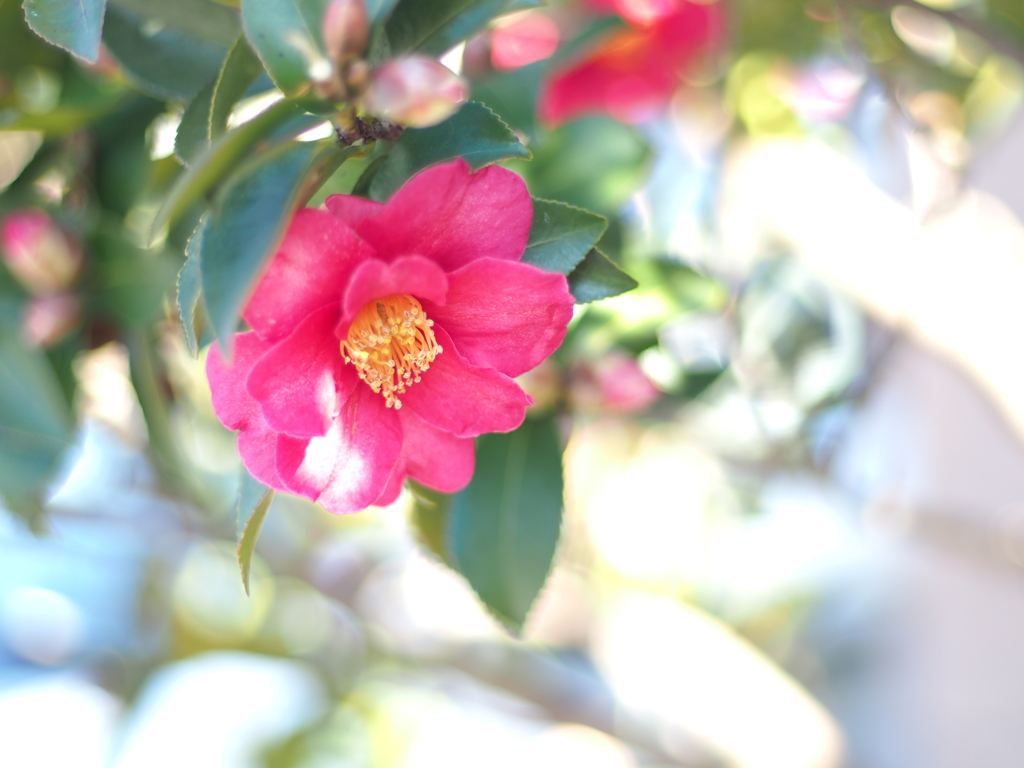 山茶花_6