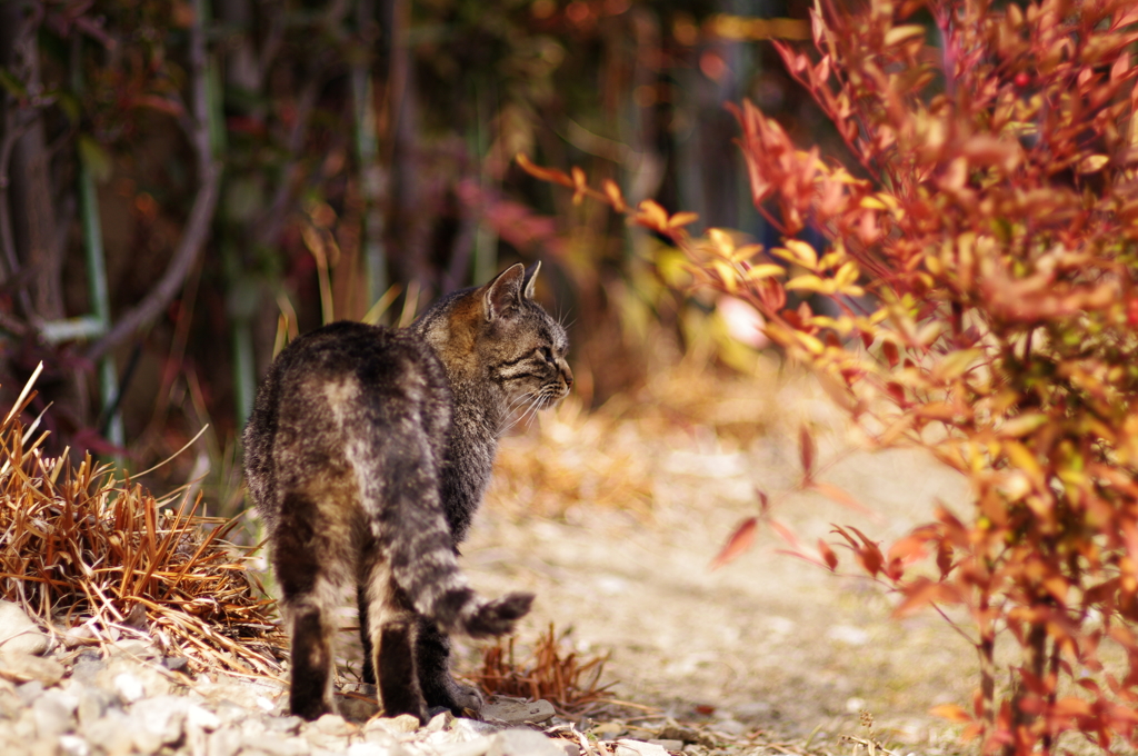 cat_10