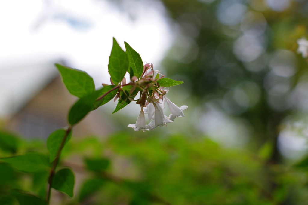 20_花