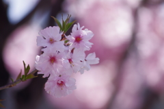 桜_5