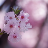 桜_5