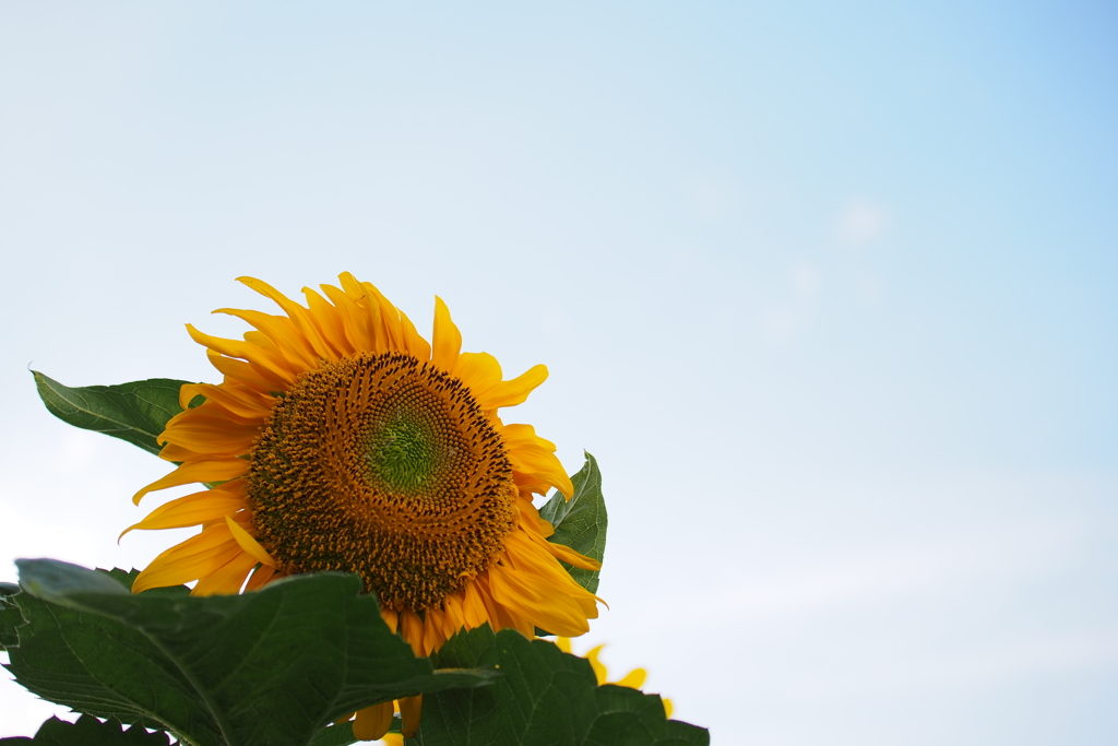向日葵_7
